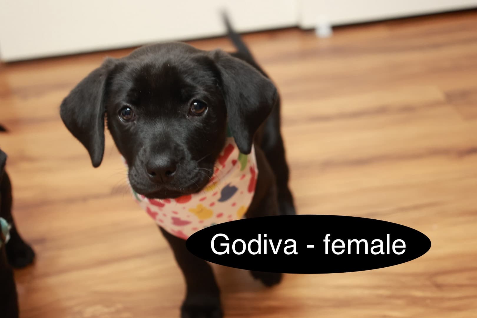 Godiva