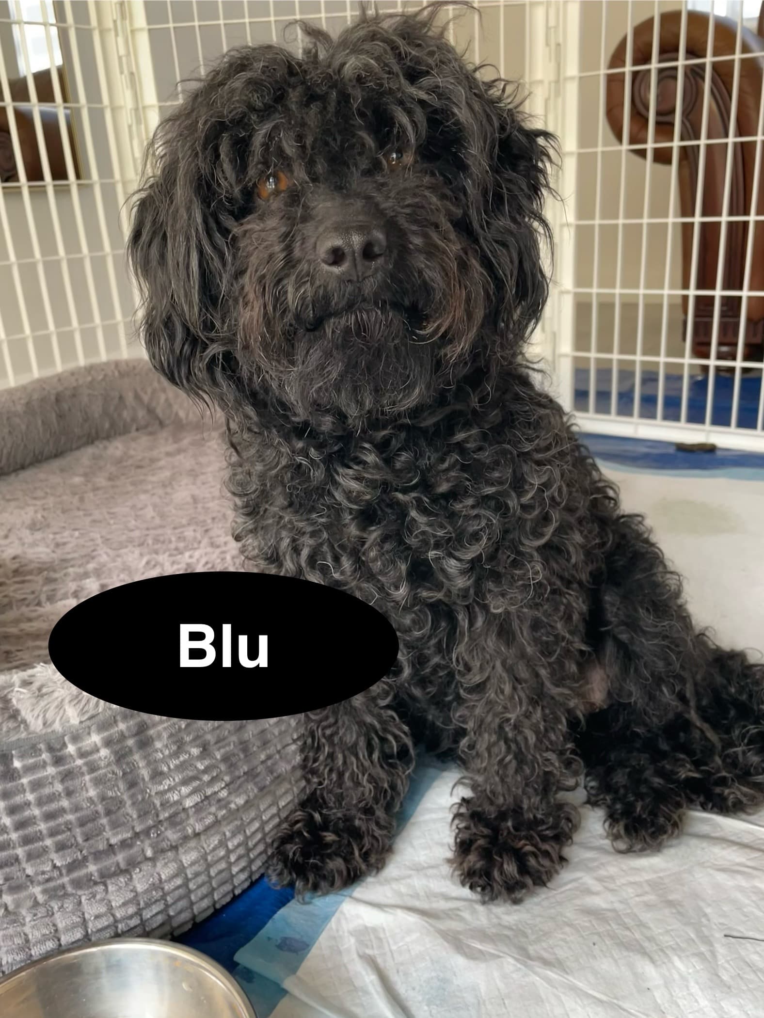 Blu