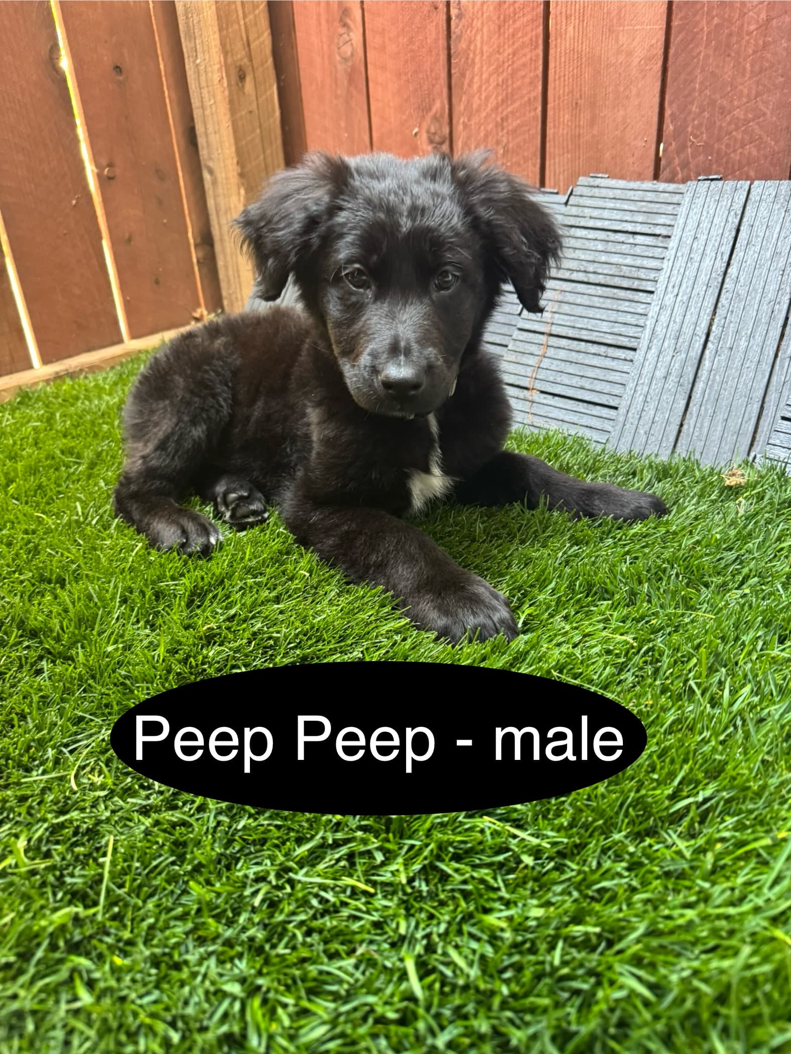 Peep Peep