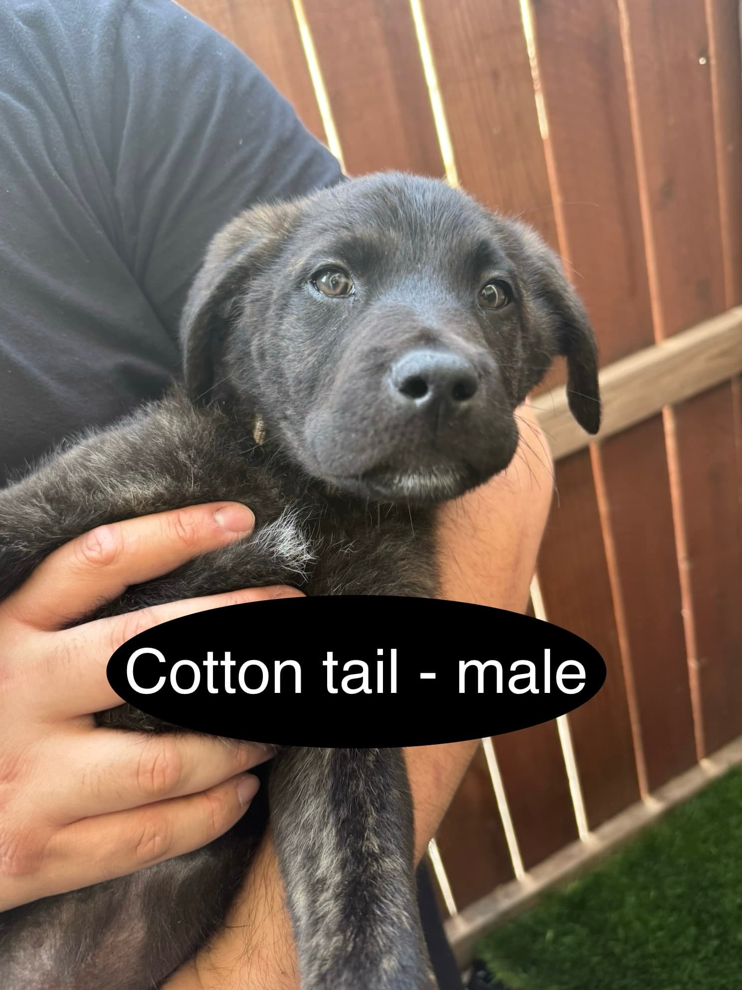 Cottontail