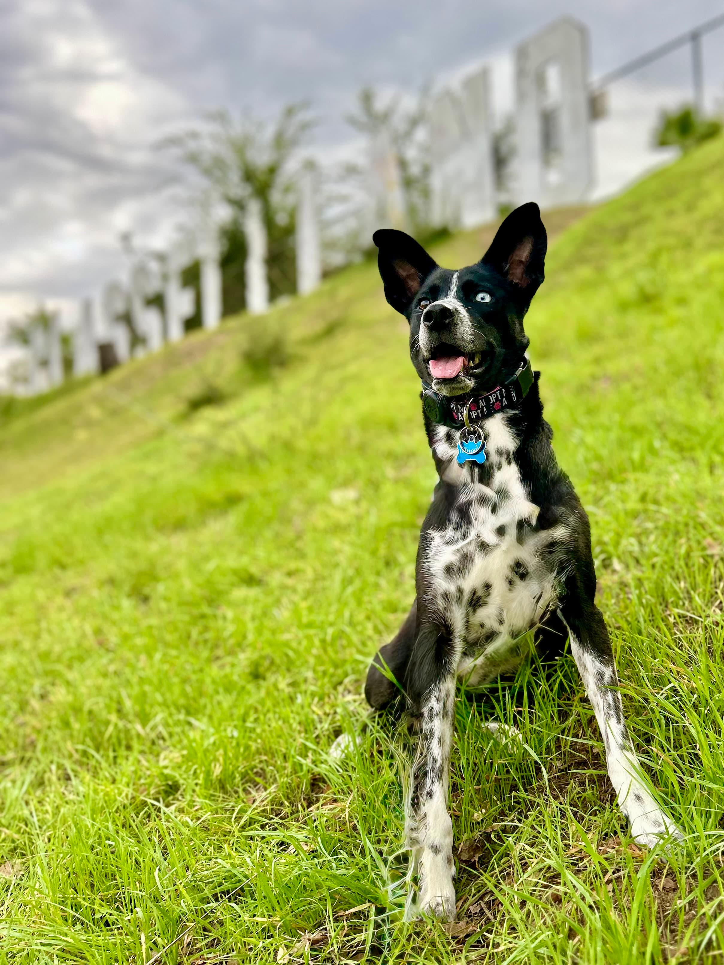 Pip