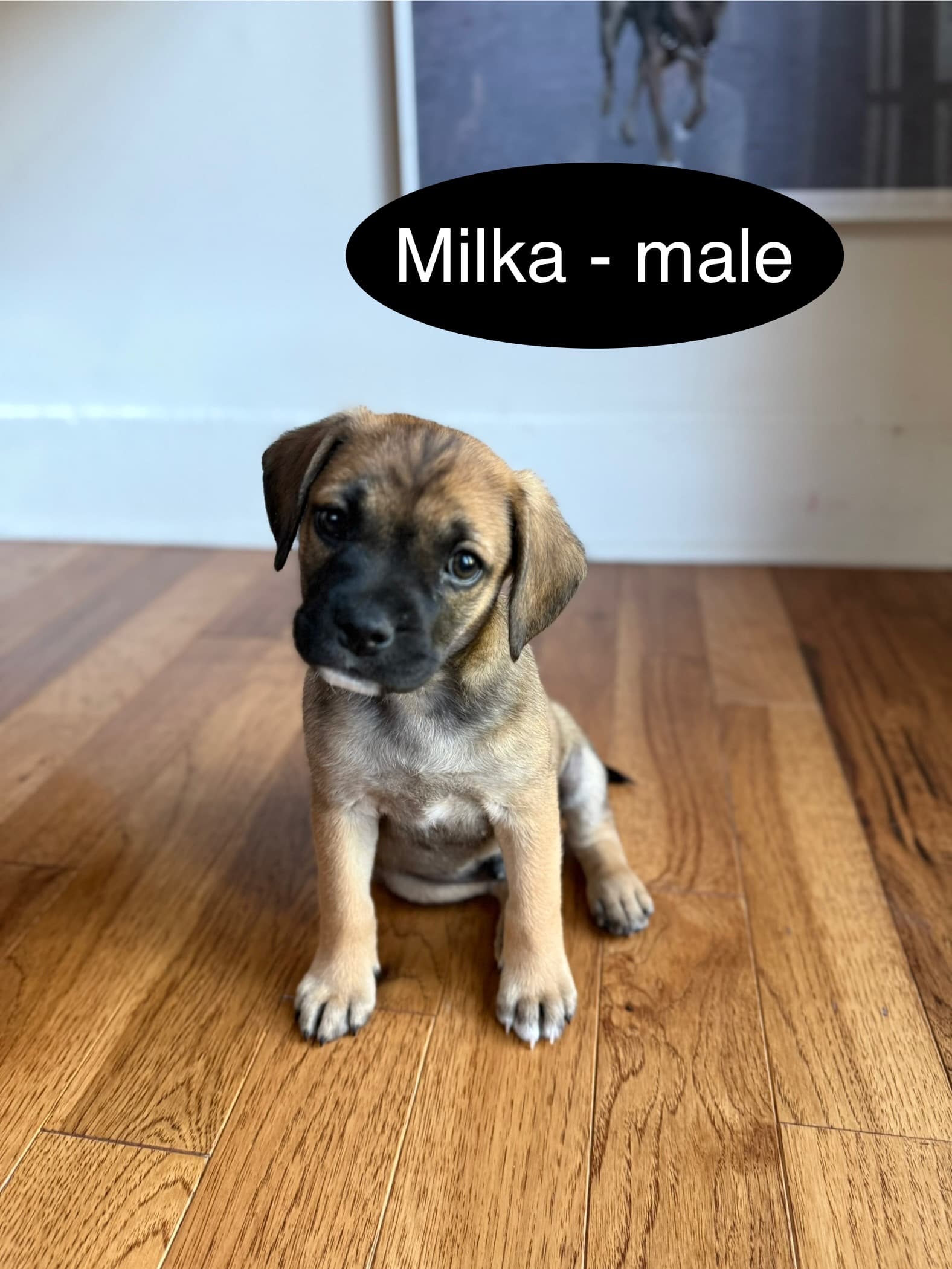 Milka