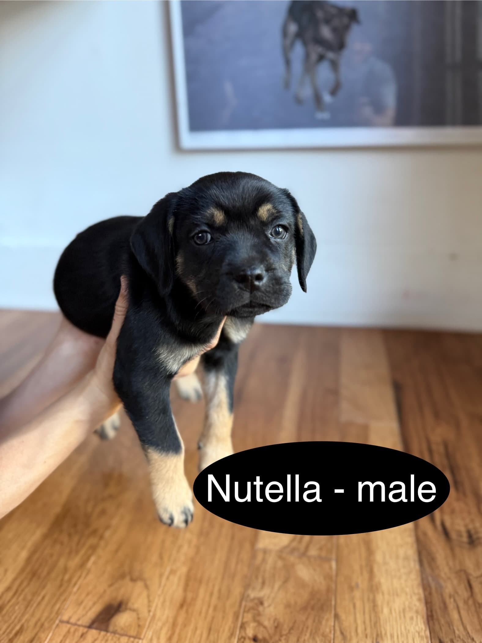 Nutella