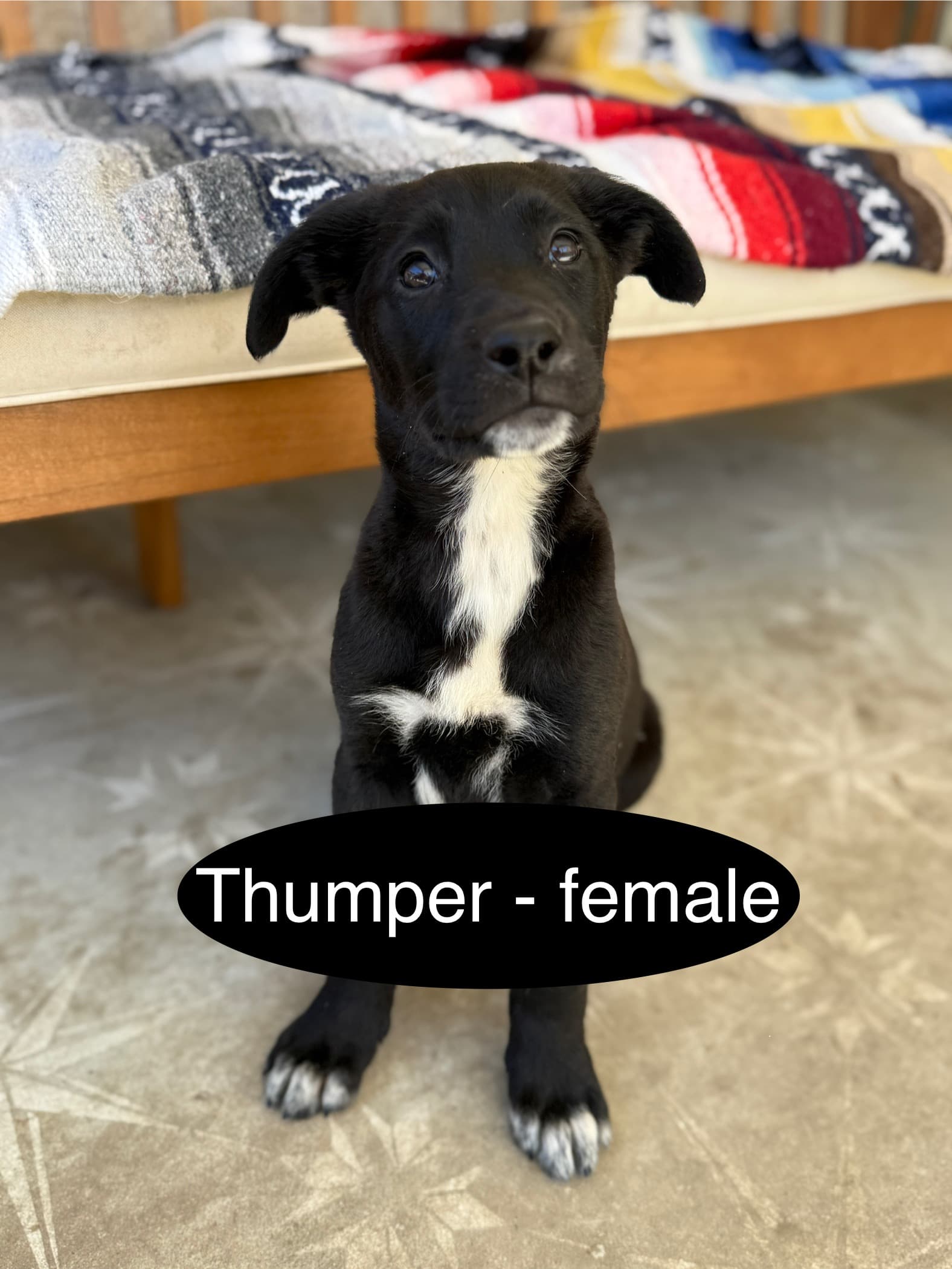 Thumper