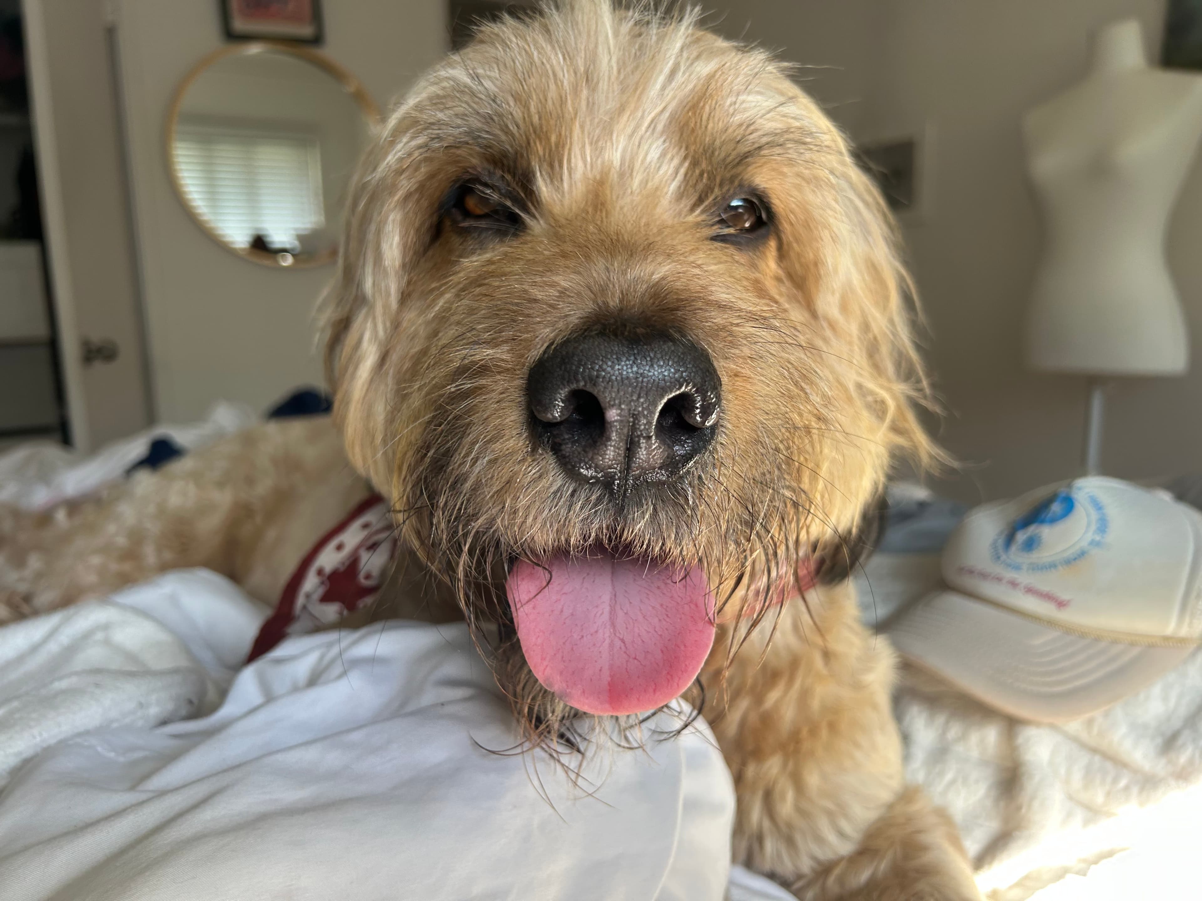 Remy