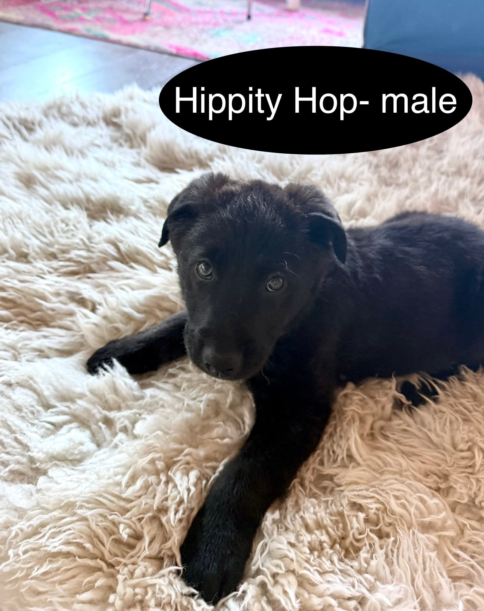 Hippity Hop