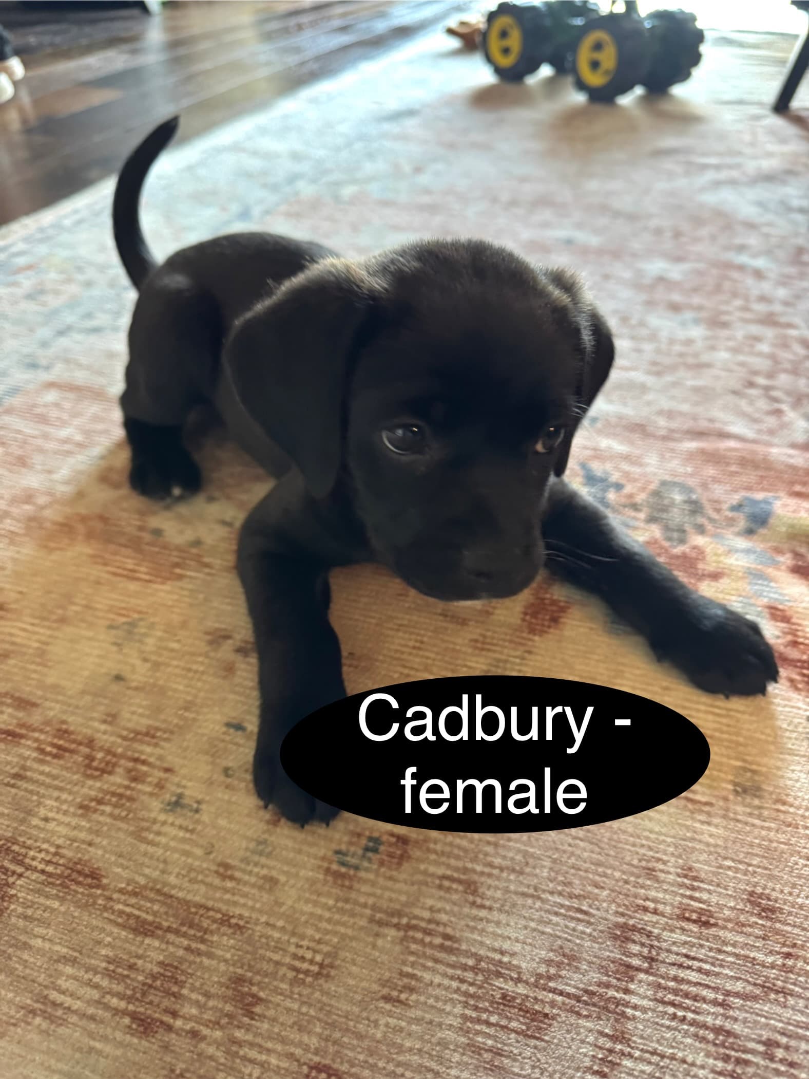 Cadbury
