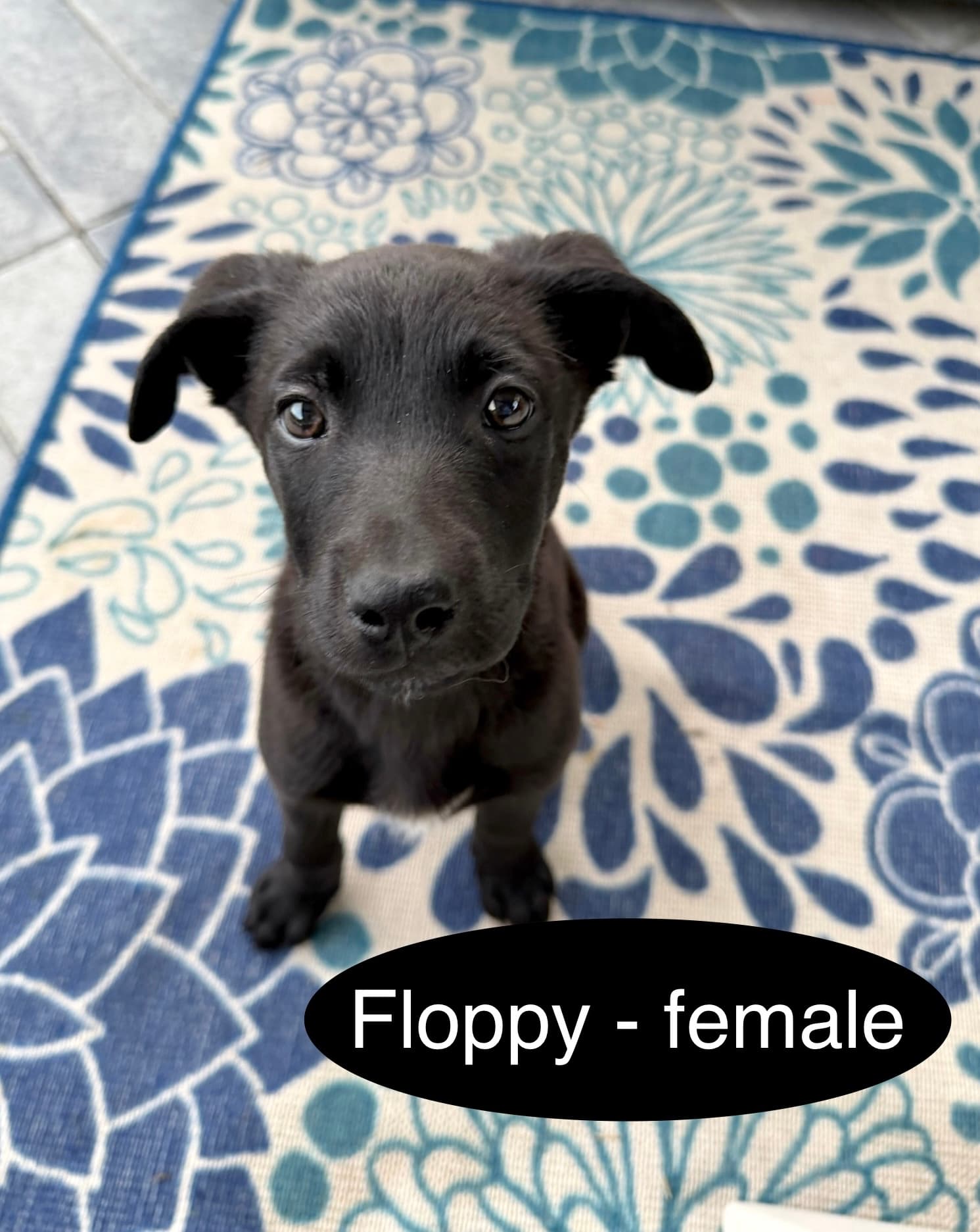 Floppy