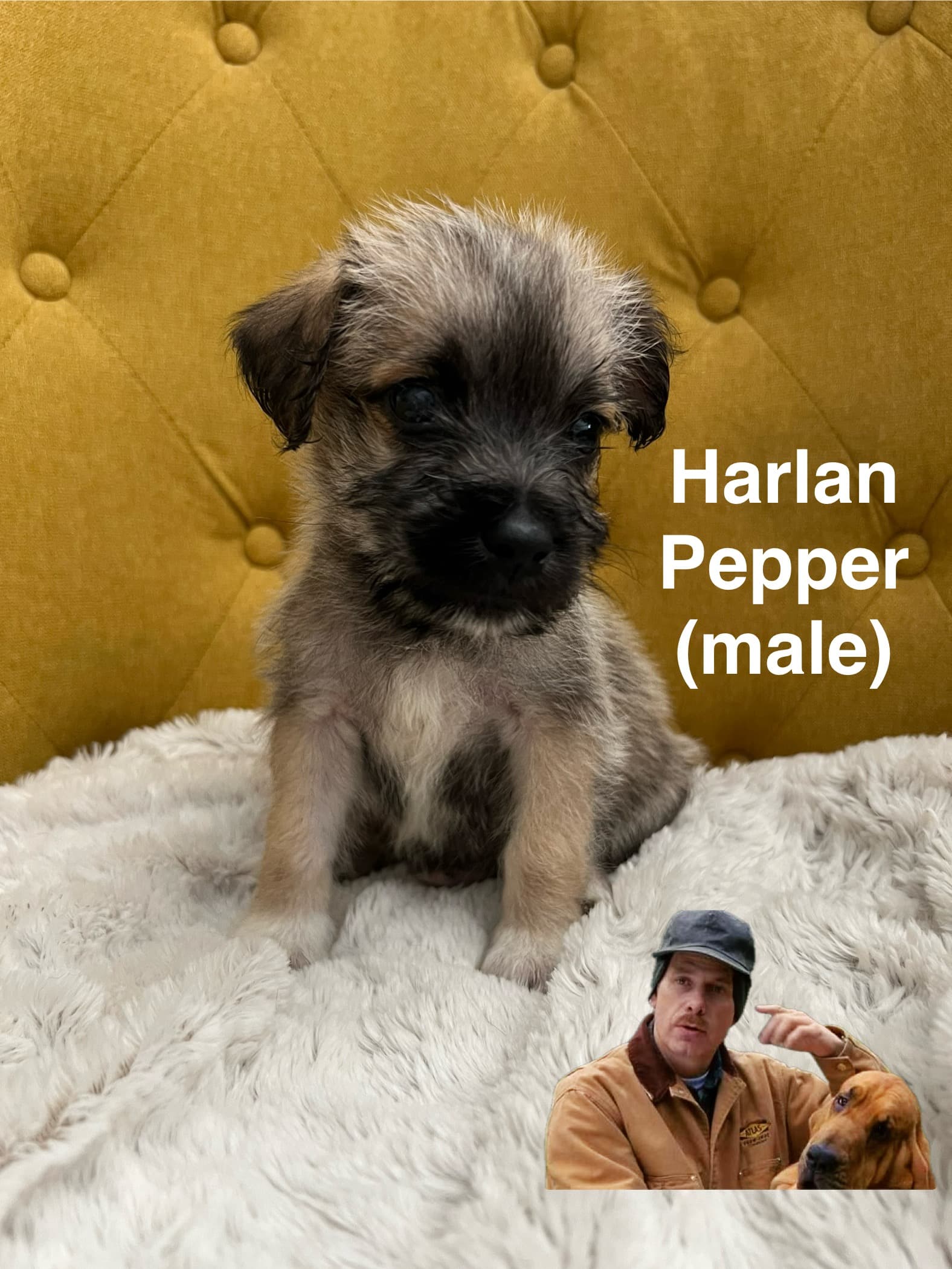 Harlan Pepper