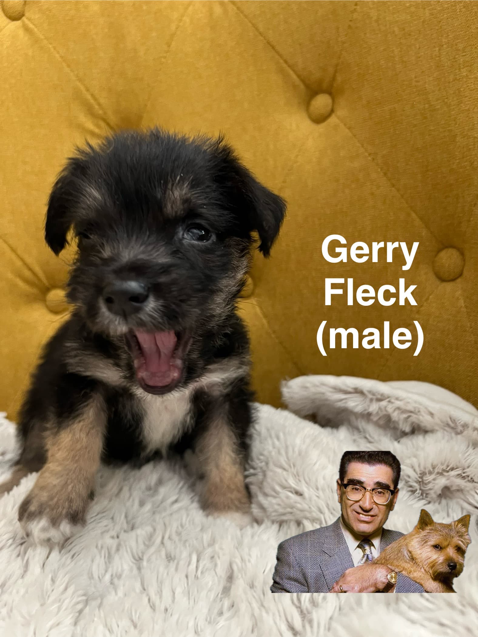 Gerry Fleck