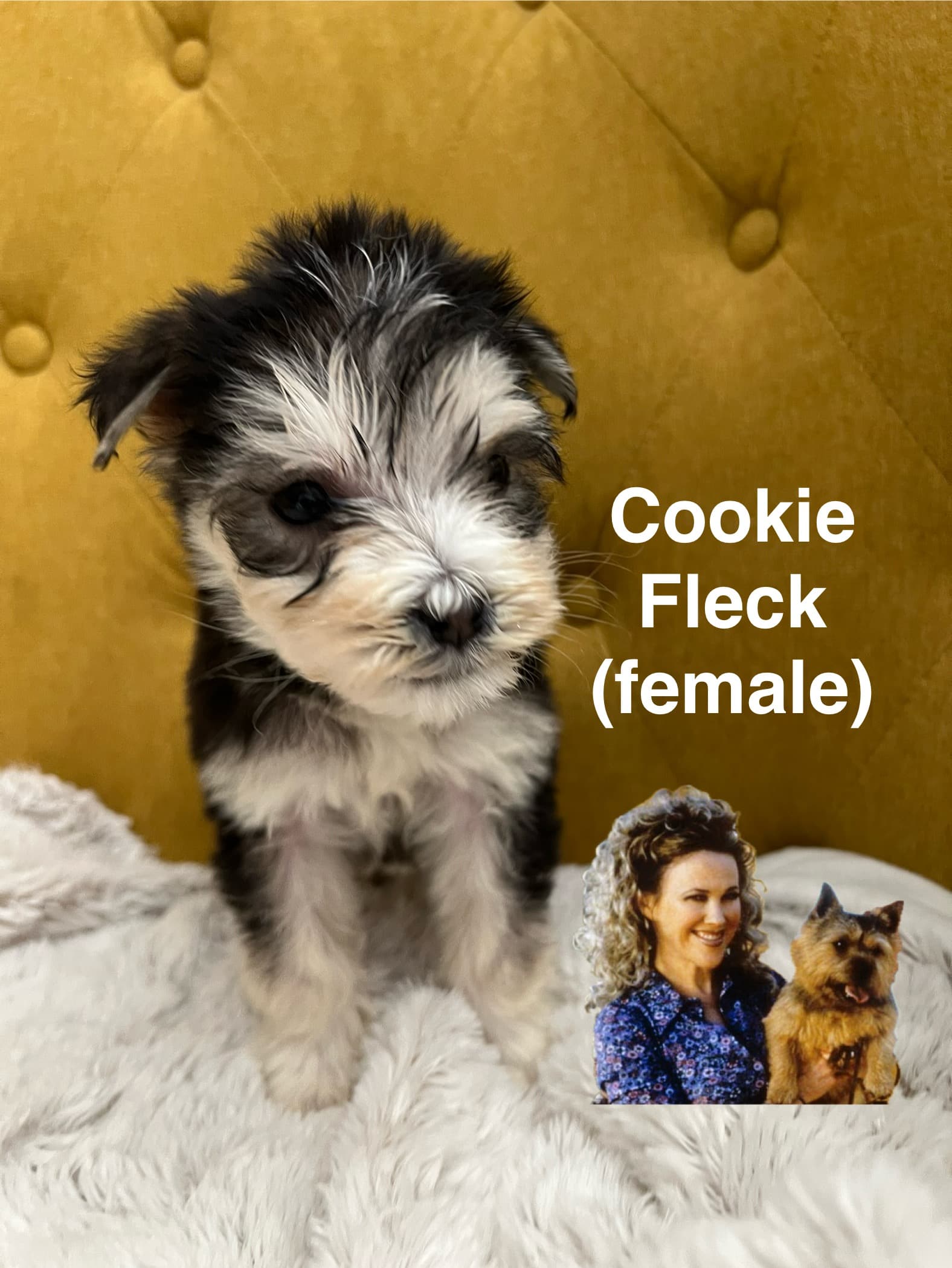 Cookie Fleck