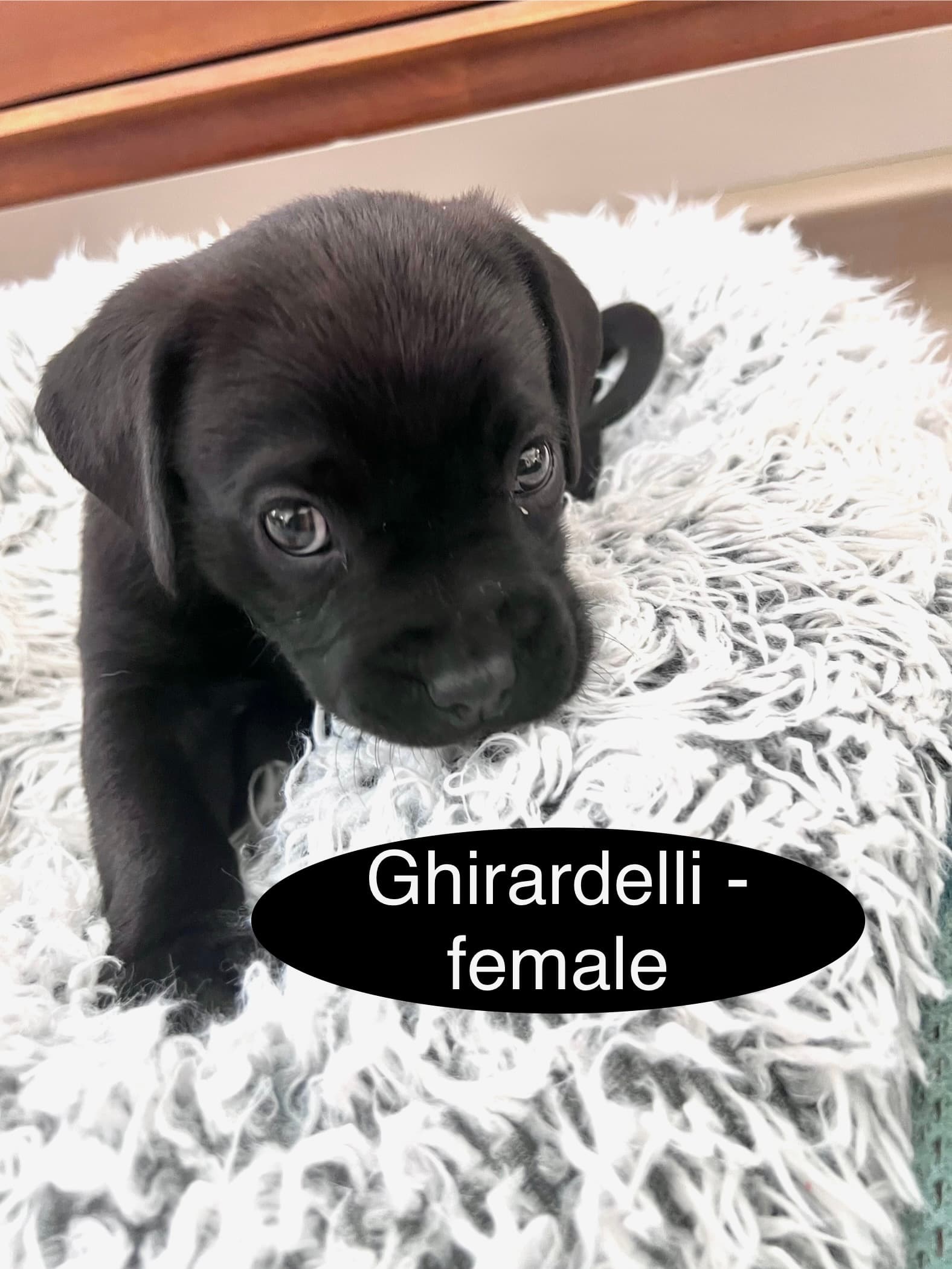 Ghirardelli