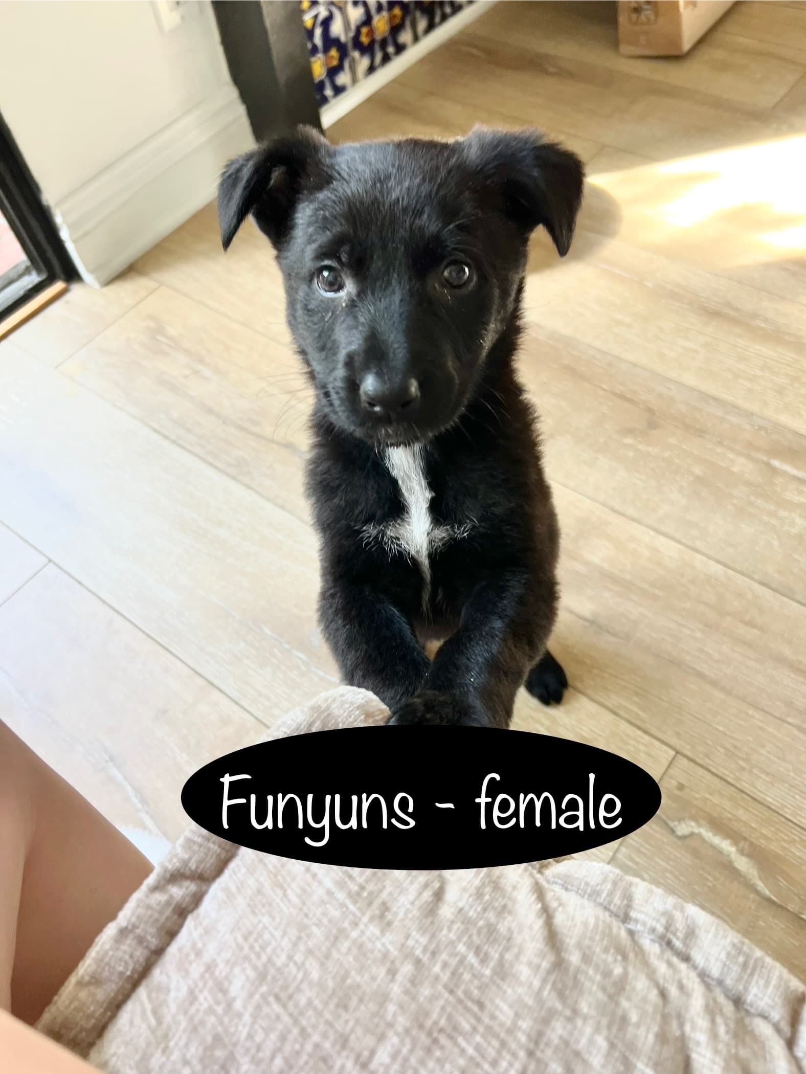 Funyuns