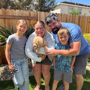 Recently adopted Labradoodle