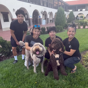 Recently adopted Labradoodle