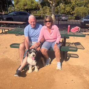 Recently adopted Aussiedoodle