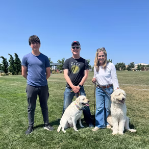 Recently adopted Goldendoodle