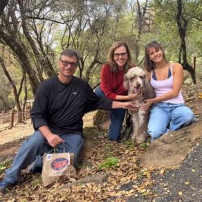Recently adopted Labradoodle
