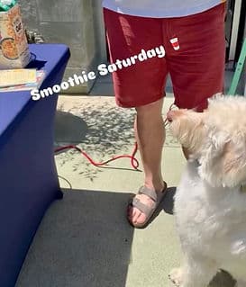 Small white fluffy dog at a Smoothie Saturday event.