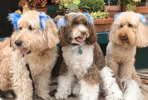 Three happy doodle dogs sitting side by side with matching blue hair accessories.