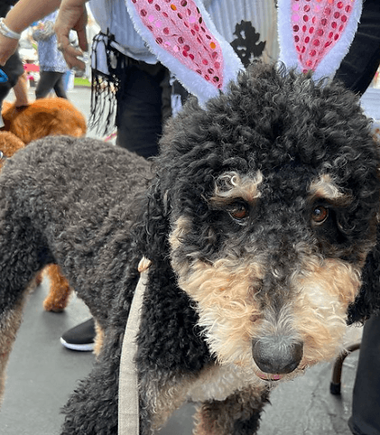 Bernedoodle wearing bunny ears.