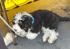 Black and white doodle puppy on pavement.
