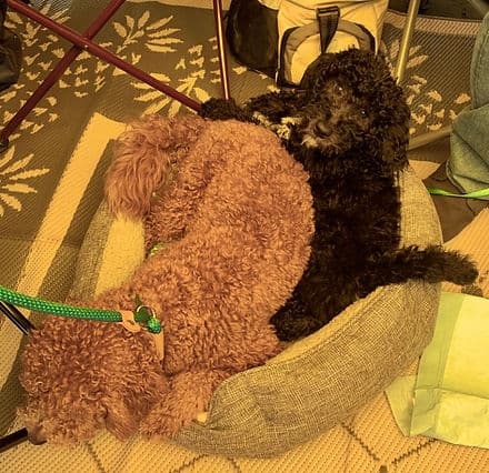 Two doodles cuddling on a blanket.