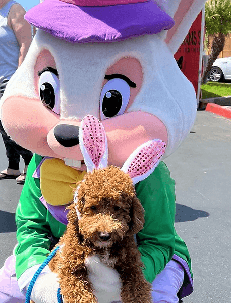 Person in Easter bunny costume with a golden doodle puppy.
