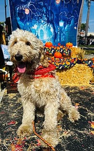 Golden doodle in a red bandana.