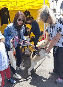 Volunteers with small dog at outdoor event.