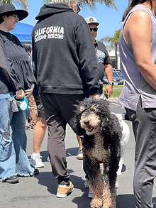 Black and white doodle walking on a leash.