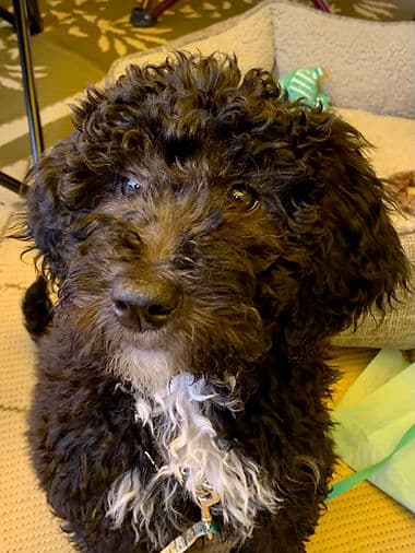 Chocolate doodle puppy portrait.