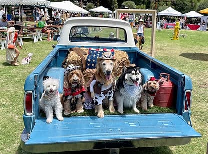 Six costumed dogs in a classic truck bed.