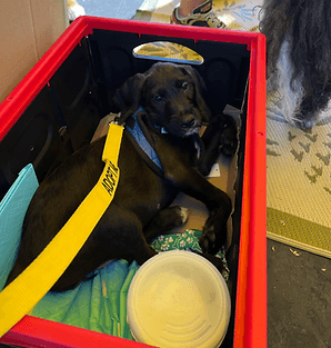 Black Labrador puppy resting in a bin.
