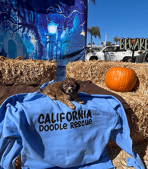 Doodle puppy at Halloween event.