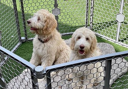 Two golden doodles in a kennel enclosure.