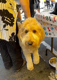 Golden doodle at an outdoor event.