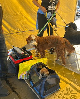 Two doodle dogs near a yellow tent.