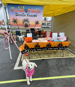 Halloween-themed CDR event booth.